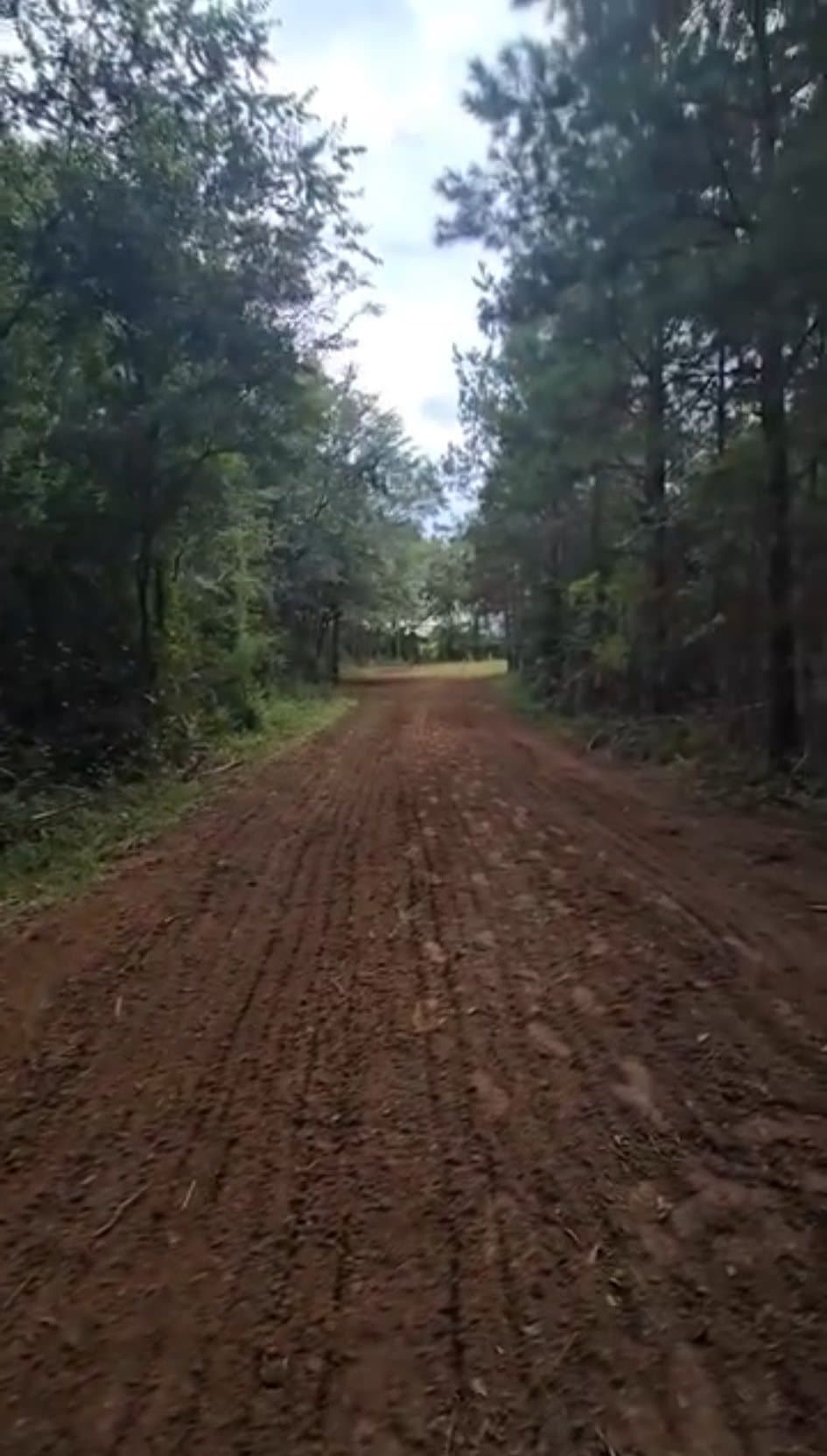 A long cleared lane of red clay running between pine and hardwood timber