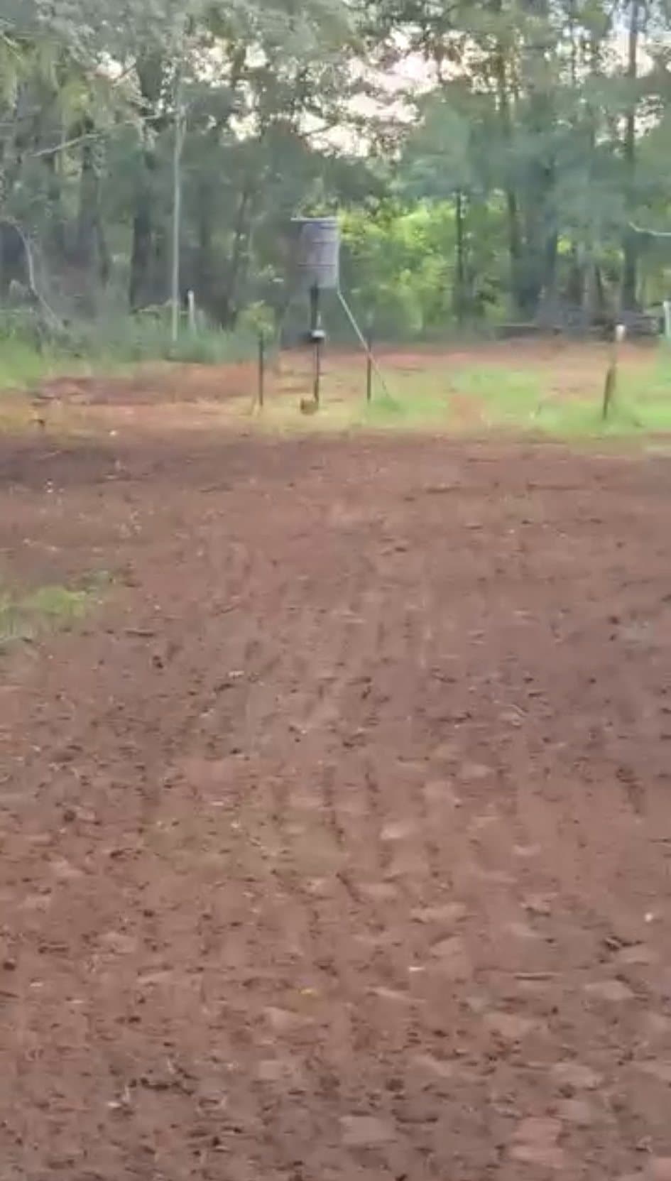 A worked feeder pad of bare red clay with a feeder at the tree line