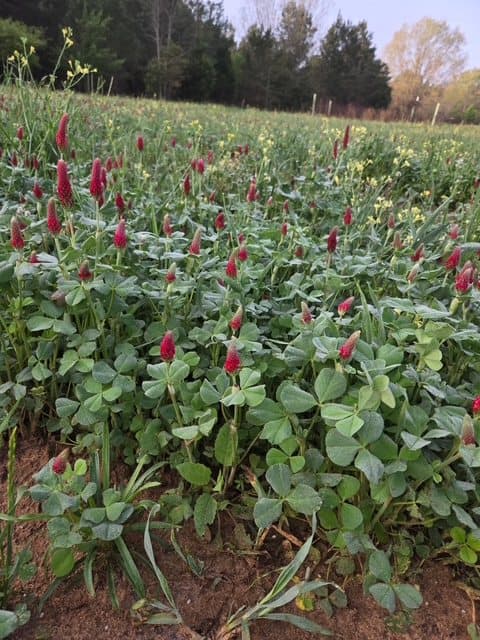 Close view of crimson clover blooming in a food plot