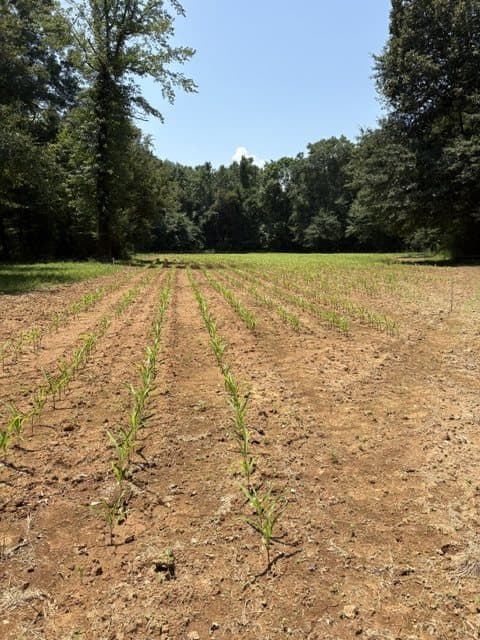 Rows of young plants emerging from prepared red clay soil