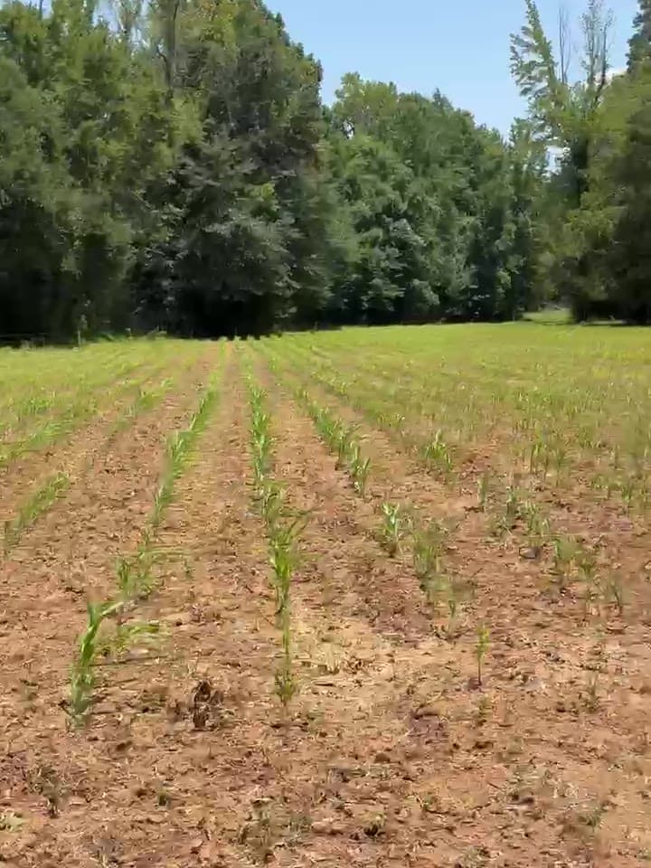 Young planted rows in a food plot running toward a hardwood tree line