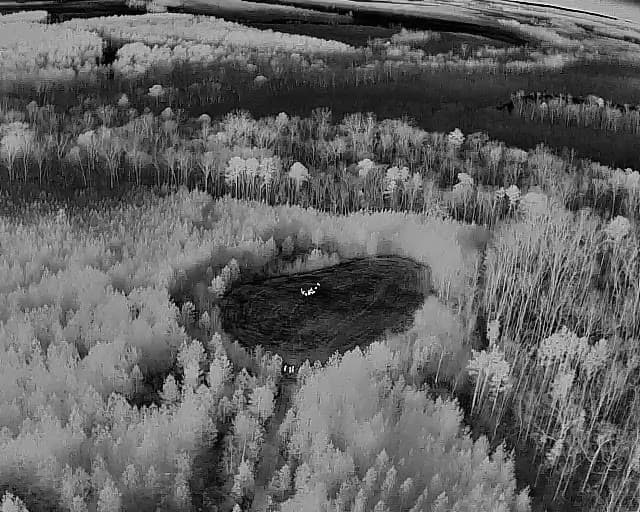 Black-and-white thermal drone view over a pond surrounded by tall grass